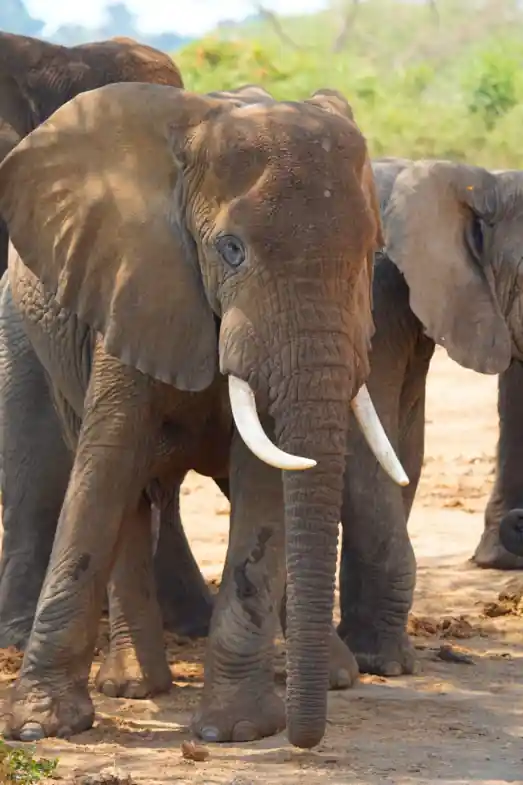 African elephants