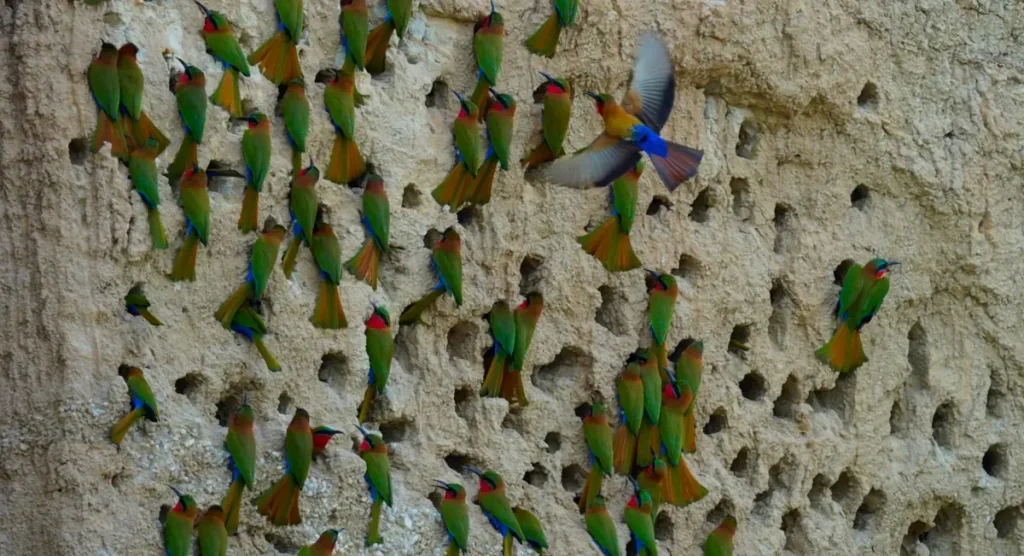 Birds in Uganda Red-throated Bee-eater