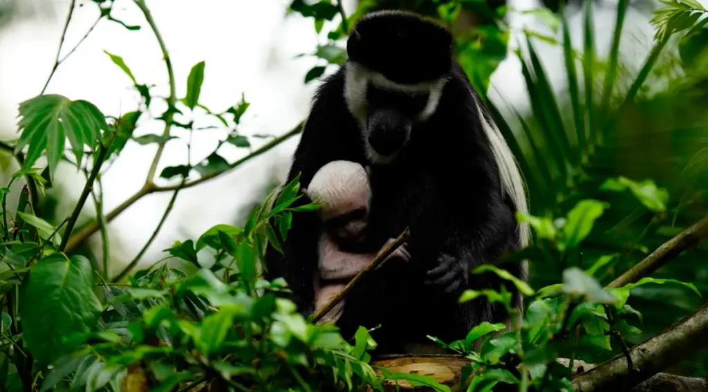 The Black-and-white colobus