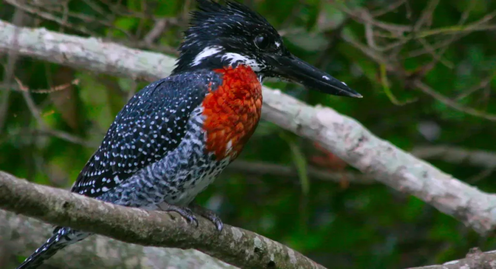 Giant kingfisher in Mgahinga Gorilla National Park
