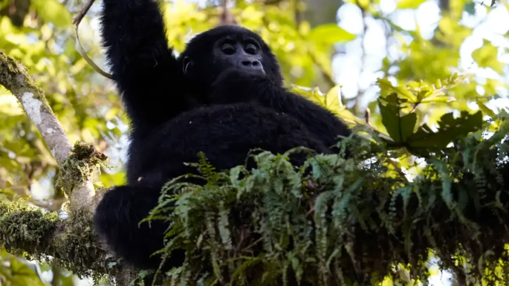 gorilla gorilla Uganda