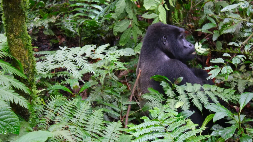Gorilla in Bwindi
