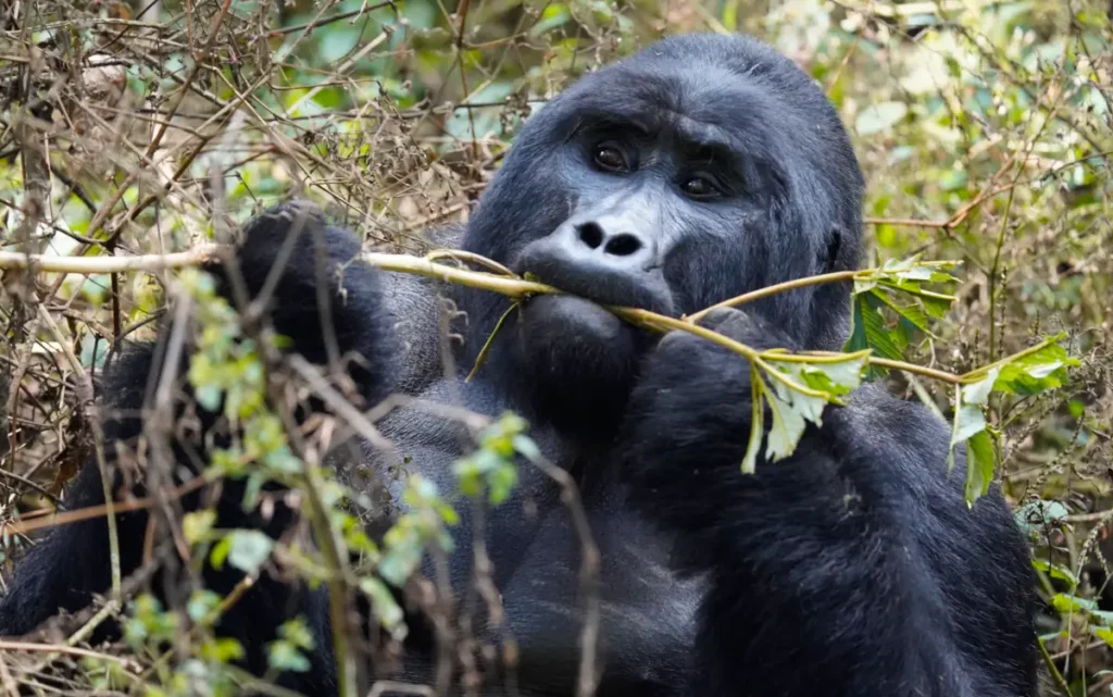 gorilla tracking