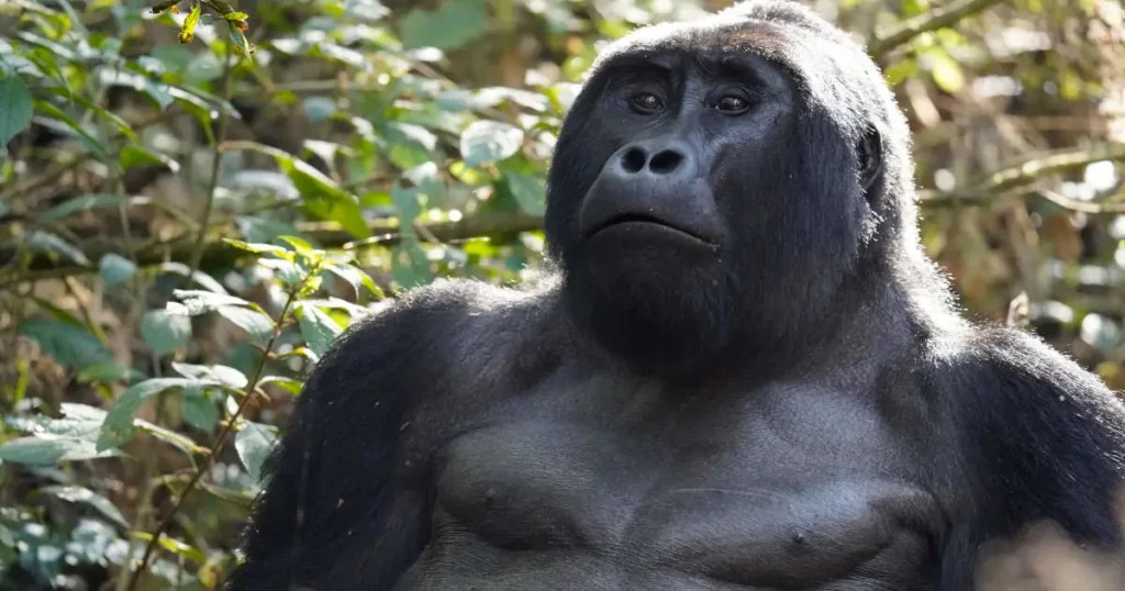 Mountain gorilla Mountain gorilla in Uganda
