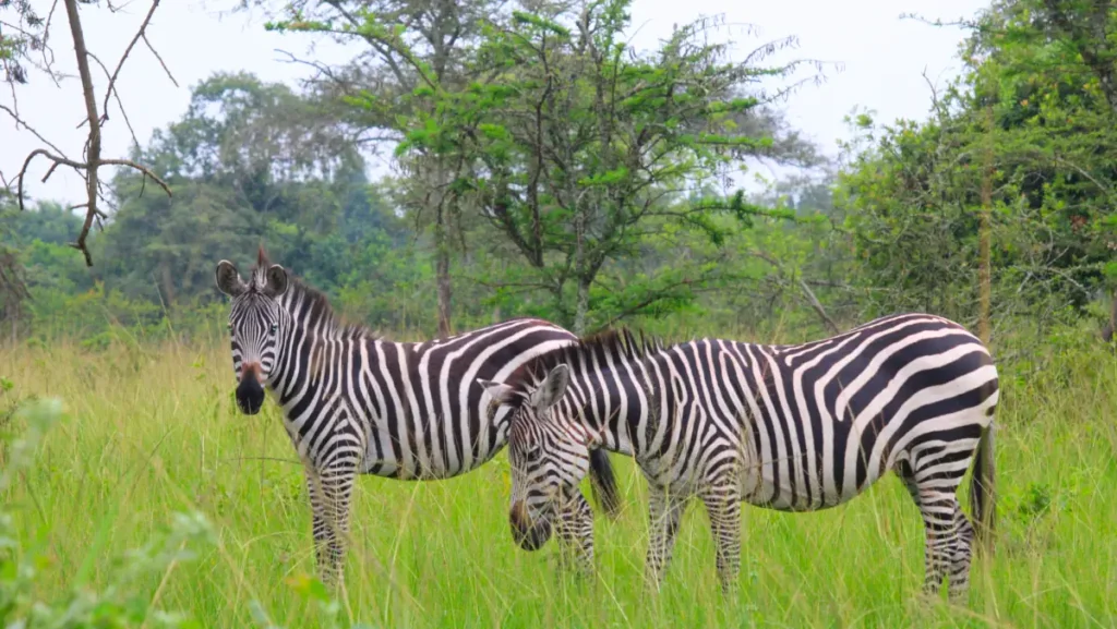 zebras Zebras in Uganda parks